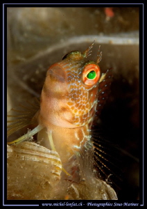 Little Tentacled blenny :O)... by Michel Lonfat 